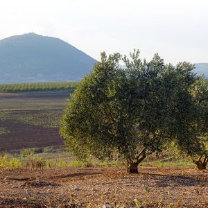 Olive tree grove and Tavor mount in Israel